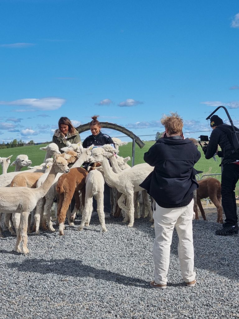 Alpakkavandring - TV-produksjon med alpakkaene